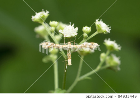 False codling moth, Thaumatotibia leucotreta, Satara, Maharashtra, India False codling moth, Thaumatotibia leucotreta, Satara, Maharashtra, India 84933449