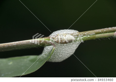 Nymphal form of spittlebug encased in foam for protection and moisture, prosapia species, Satara, Maharashtra, India 84933460