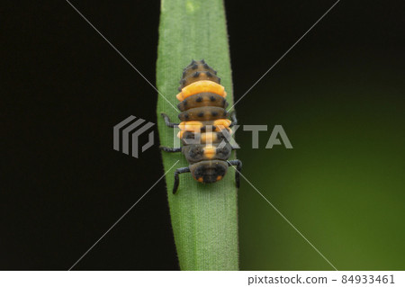 Larvae of red lady bird beetle, Coccinella magnifica, Satara, Maharashtra, India 84933461