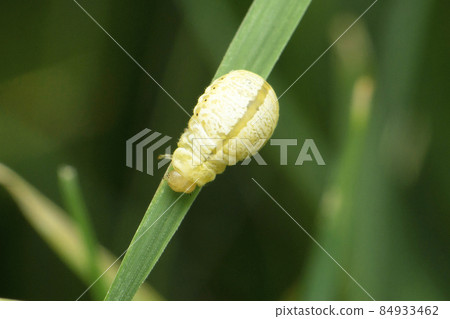Larvae of Ladybird beetle, Clitostethus arcuatus,  Satara, Maharashtra, India Larvae of Ladybird beetle, Clitostethus arcuatus,  Satara, Maharashtra, India 84933462