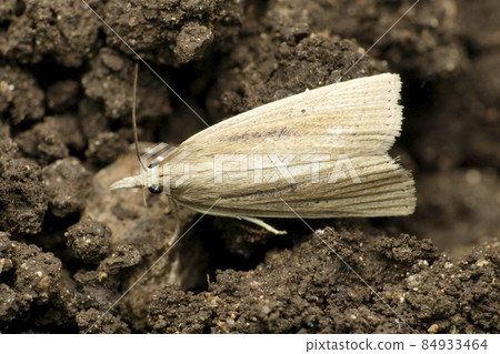 Trichophaga tapetzella, the tapestry moth or carpet moth, is a moth of the family Tineidae, Satara, Maharashtra, India Trichophaga tapetzella, the tapestry moth or carpet moth, is a moth of the family Tineidae, Satara, Maharashtra, India 84933464