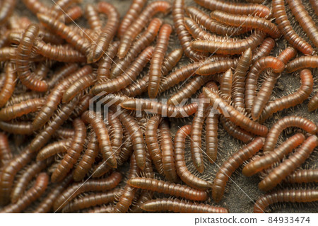 Indian Fire Millipede, Aphistogoniulus Species, Satara, Maharashtra, India 84933474