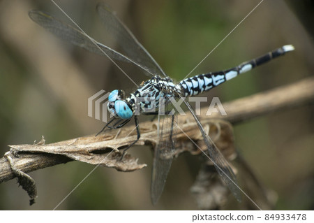 Blue skimmer dragonfly, Libellula vibrans,satara maharsshtra india 84933478