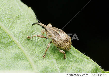 Side view of Elephant weevil , Orthorhinus cylindrirostri, Satara, Maharashtra, India 84933483