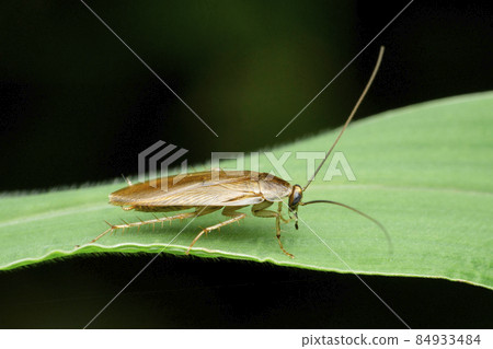 Side view of cockroach, Periplaneta americana, Satara, Maharashtra, India Side view of cockroach, Periplaneta americana, Satara, Maharashtra, India 84933484