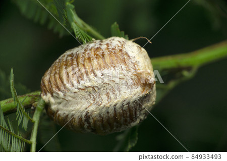 Preying mantis moth, egg sack, Statilia maculata, Satara, Maharashtra, India 84933493