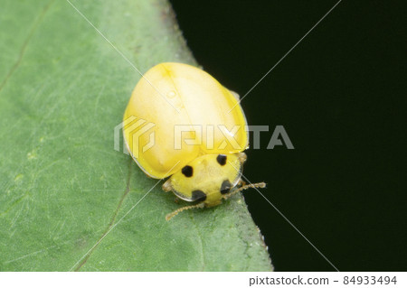 Lady bird beetle, Harmonia axyridis, satara maharshtra india 84933494