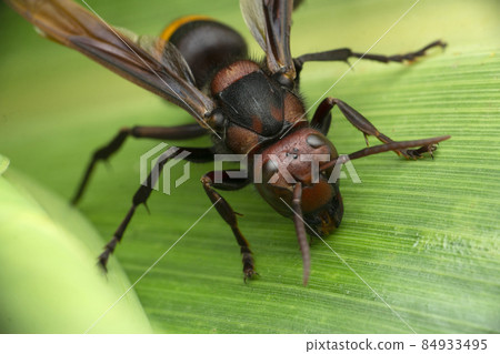 Greater banded hornet, Vespa tropica, Satara, Maharashtra, India 84933495