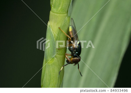 Fruitfly , Drosophila pseudoobscura, Satara, Maharashtra, India, 84933496