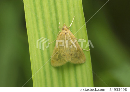 The bird-cherry ermine is a species of moth in the family Yponomeutidae, Yponomeuta evonymella, Satara, Maharashtra, India 84933498