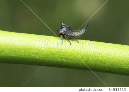Nymph of horn tree hopper, Ceresa taurina, Satara, Maharashtra, India Nymph of horn tree hopper, Ceresa taurina, Satara, Maharashtra, India 84933513