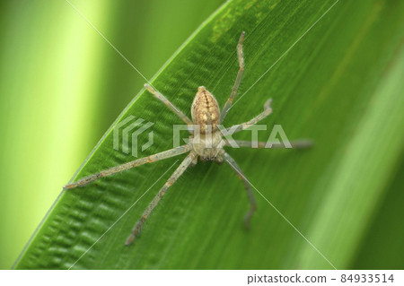 Huntsman spider, Olios lamarki, Satara, Maharashtra, India Huntsman spider, Olios lamarki, Satara, Maharashtra, India 84933514