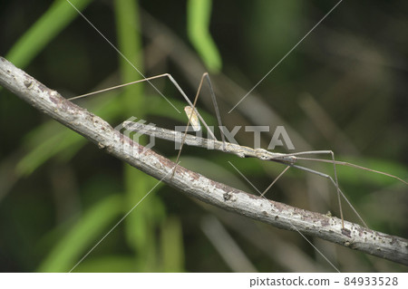Stick Bug, Barce fraterna, Satara, Maharashtra, India 84933528