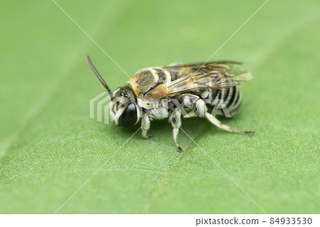 Side view of dwarf honeybee, Apis florea, Satara, Maharashtra, India Side view of dwarf honeybee, Apis florea, Satara, Maharashtra, India 84933530