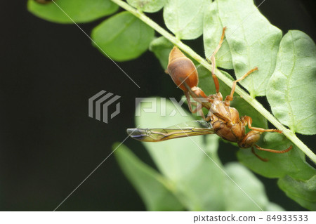 Paper wasp queen, Polistes gallicus, Satara, Maharashtra, India 84933533