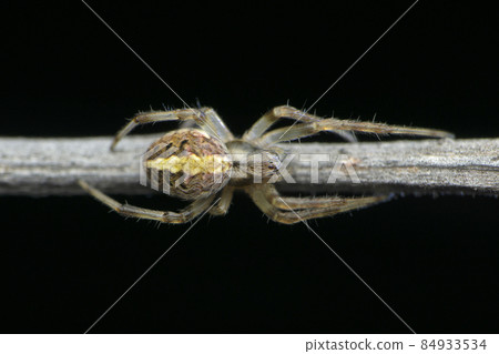Orb weaver spider, Neoscona adianta, Satara, Maharashtra, India 84933534