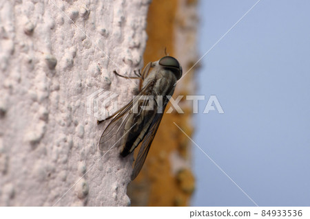 Horse fly, Tabanus sulcifrons, Satara, Maharashtra, India 84933536