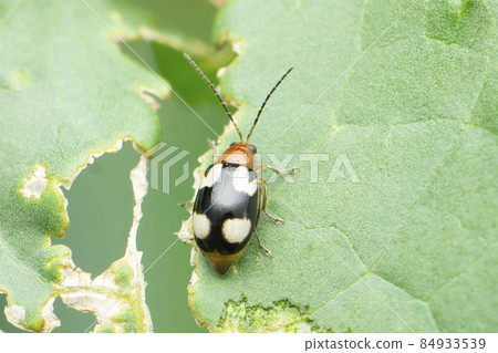 Dorsal view of lady bird betle, Coccinella magnifica, Satara, Maharashtra, India 84933539