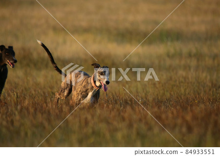 Indian breed dog, Satara, Maharashtra, India 84933551