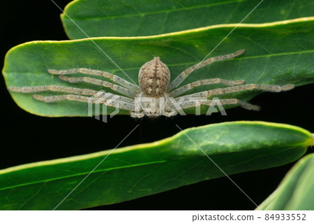 Huntsman spider, Olios argelasius, Satara, Maharashtra, India 84933552