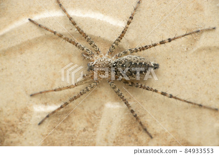 Hippasa holmerae, Lawn wolf spider, Satara, Maharashtra, India 84933553