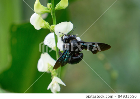 Black Bumble bee, Bombus melanophygus, Satara, Maharashtra, India Black Bumble bee, Bombus melanophygus, Satara, Maharashtra, India 84933556