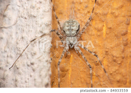 Two tailed spider, Hersilia savignyi, Satara, Maharashtra, India Two tailed spider, Hersilia savignyi, Satara, Maharashtra, India 84933559