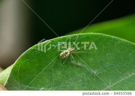 Green Cribellate Spider, Nigma walckenaeri, Satara, Maharashtra, India 84933566