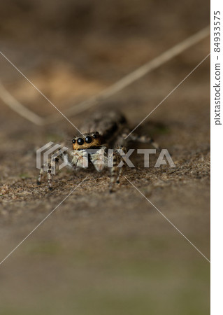 Eyes of grey wall jumper, Menemerus bivitattus, Satara Maharashtra india 84933575