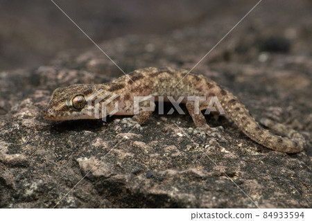 Brookes gecko, Hemidactylus brookii, Satara Maharashtra India Brookes gecko, Hemidactylus brookii, Satara Maharashtra India 84933594