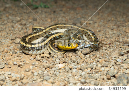 Sky blue colour morph of buff striped keelback, Amphiesma stolatum, Satara, Maharashtra, india Sky blue colour morph of buff striped keelback, Amphiesma stolatum, Satara, Maharashtra, india 84933599