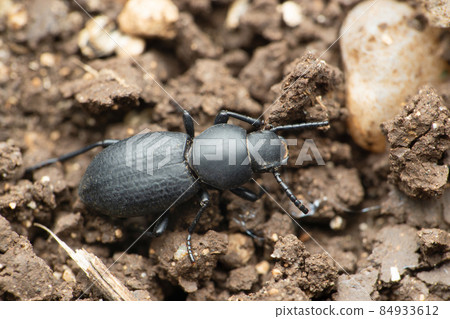 Dorsal view of Darkling beetle, Tenebrionidae species Satara Maharashtra India 84933612