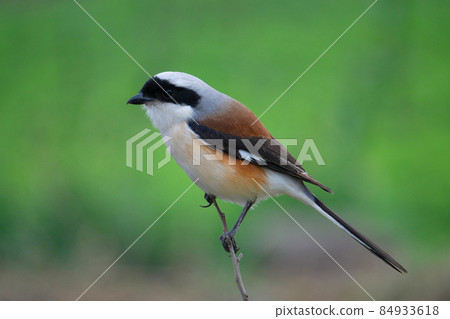 Long-tailed Shrike Lanius schach