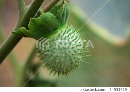 Fruit of Jimsonweed plant, Datura stramonium, Satara, Maharashtra, India Fruit of Jimsonweed plant, Datura stramonium, Satara, Maharashtra, India 84933619