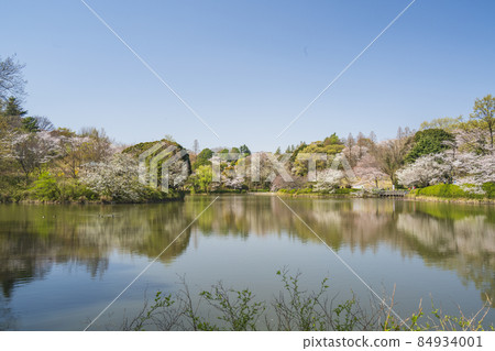 Sakura scenery of Mitsuike Prefectural Park [Yokohama City, Kanagawa Prefecture] 84934001
