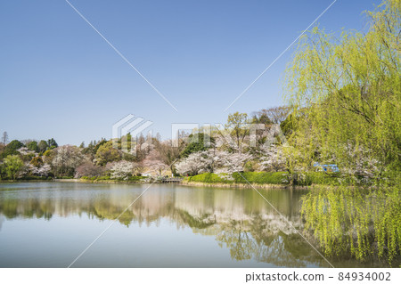 三池縣立公園的櫻花風景[神奈川縣橫濱市] 84934002