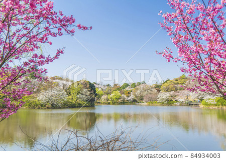 三池縣立公園的櫻花風景[神奈川縣橫濱市] 84934003