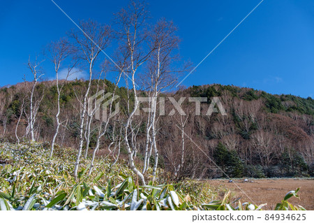 草葉和白樺樹 84934625