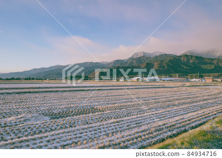 [Early winter] Northern Alps and rice fields [Tokiwa, Omachi City] 84934716