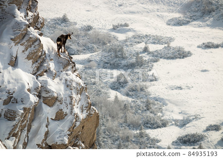 Tatra chamois climbing rocky mountainside covered with snow and looking down 84935193