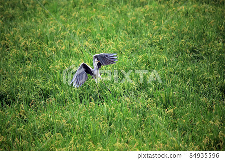 Gray heron dances in the paddy field of Ebina 84935596