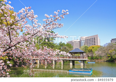 Nagoya City Tsurumai Park Sakura 84935979