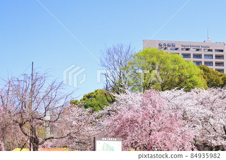 Nagoya City Tsurumai Park Sakura 84935982
