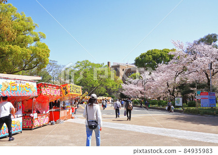 Nagoya City Tsurumai Park Sakura 84935983