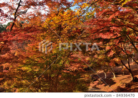 Autumn of Izu 84936470