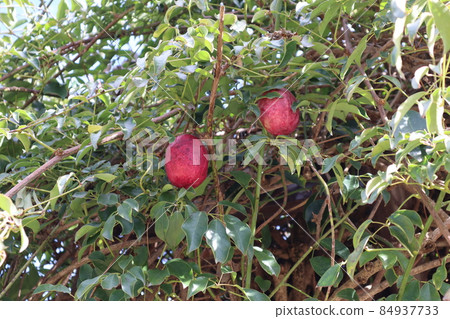 A landscape of red stauntonia hexaphylla in green leaves 84937733