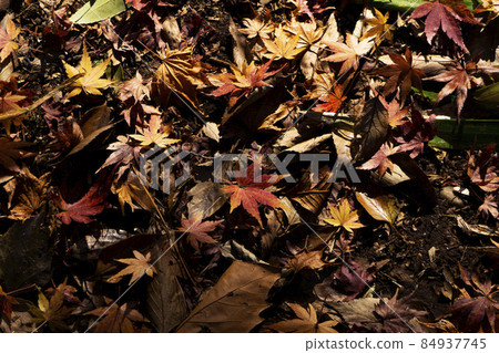 Autumn leaves 84937745