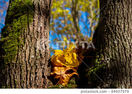 Fallen yellowed autumn foliage lies between maple trunks Fallen yellowed autumn foliage lies between maple trunks 84937979