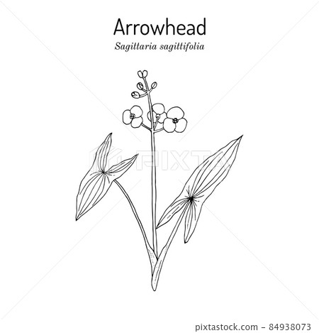 Arrowhead Sagittaria sagittifolia , medicinal plant Arrowhead Sagittaria sagittifolia , medicinal plant 84938073