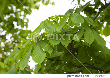 Horse chestnut tree Aesculus hippocastanum, Conker tree with blooming flowers. Horse chestnut tree Aesculus hippocastanum, Conker tree with blooming flowers. 84939062